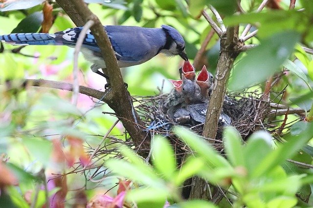 blue jay feeding