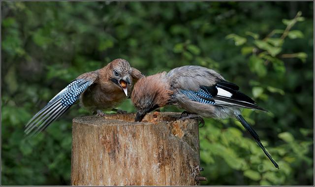 blue jay seeds