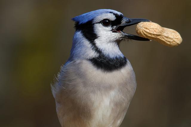 blue jays