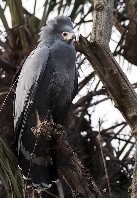 African Harrier Hawk