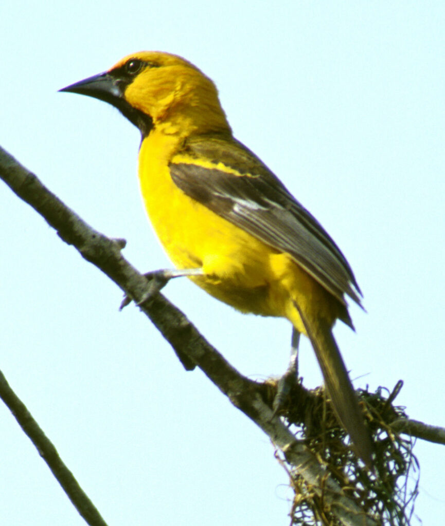 Altamira Oriole