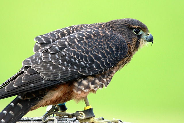 Aplomado Falcon