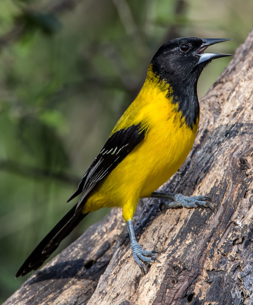 Audubon’s Oriole