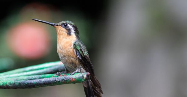 Buff-bellied Hummingbird