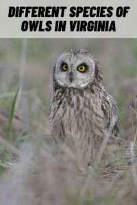 Different Species of Owls in Virginia