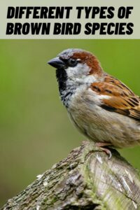 Different Types of Brown Bird Species
