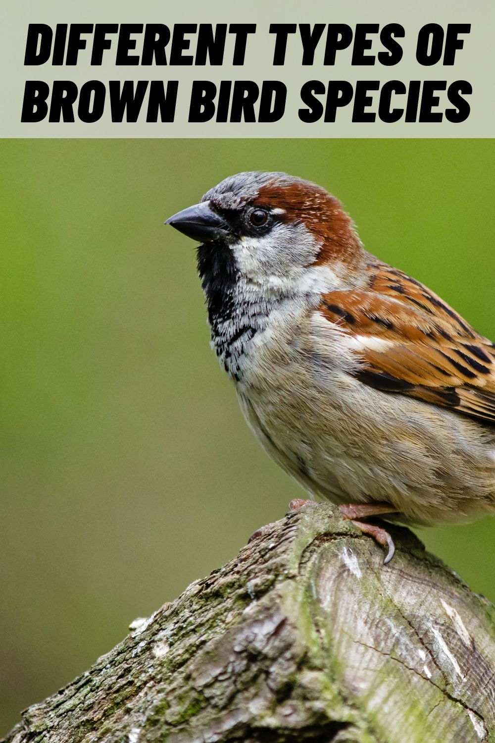18 Types of Brown Birds in North America (with Pictures)
