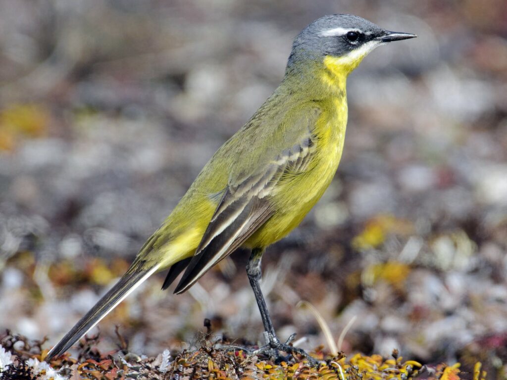 Eastern Yellow Wagtail