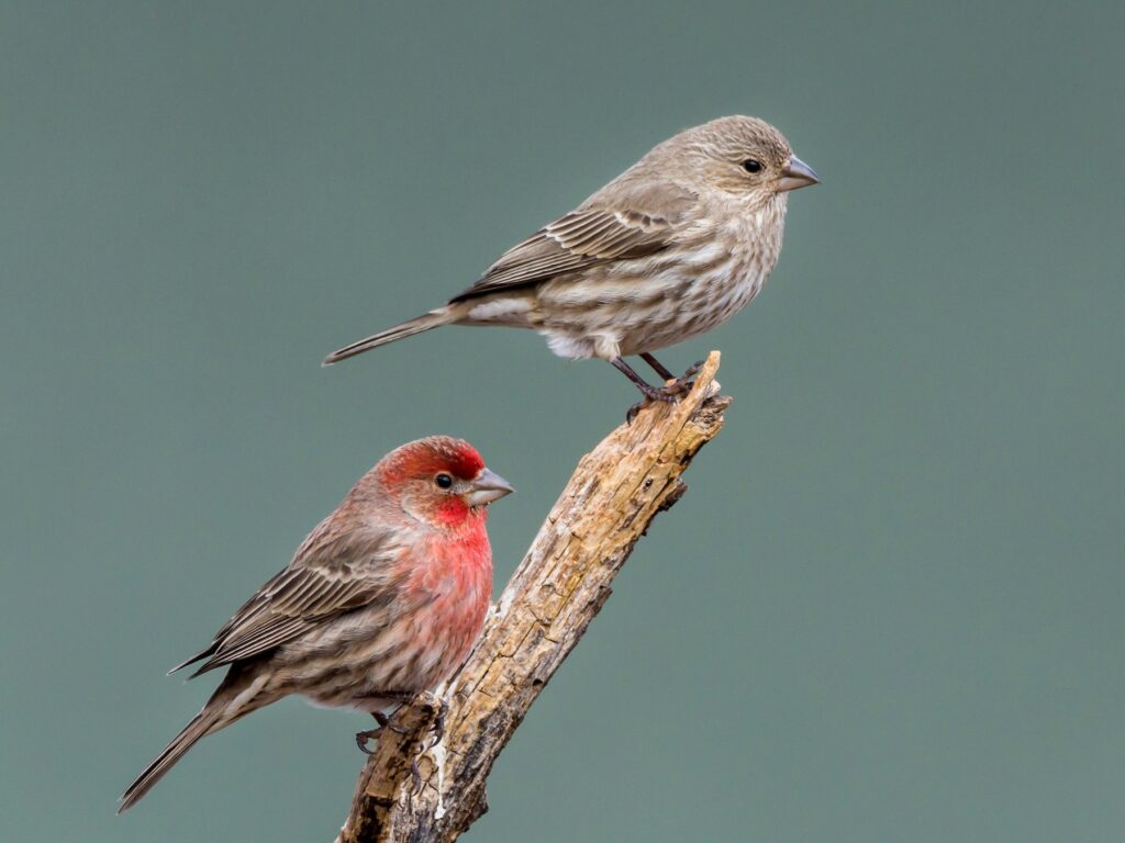 Female House Finch