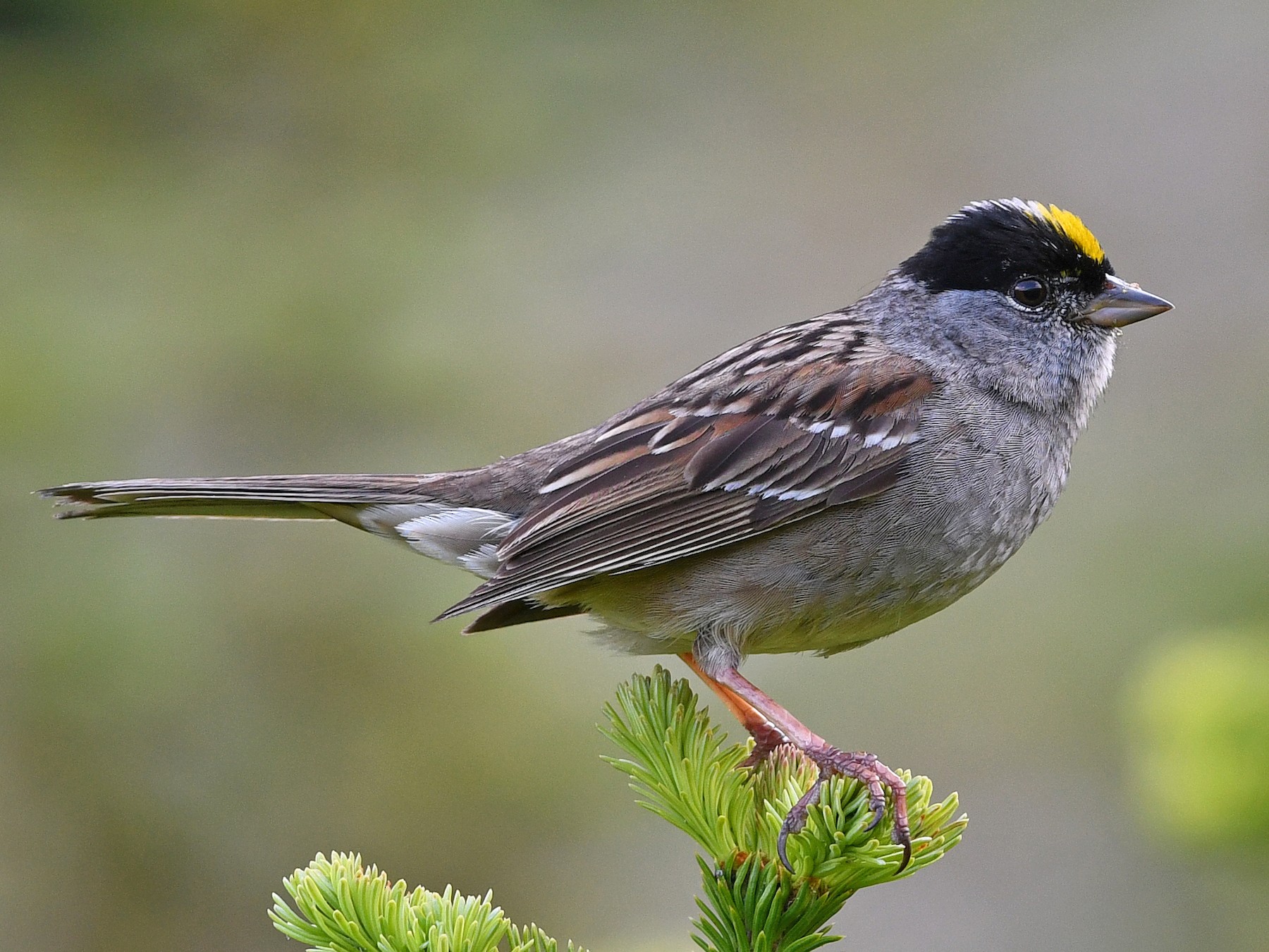 Golden-crowned Sparrow