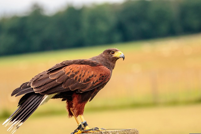 Harris's Hawk