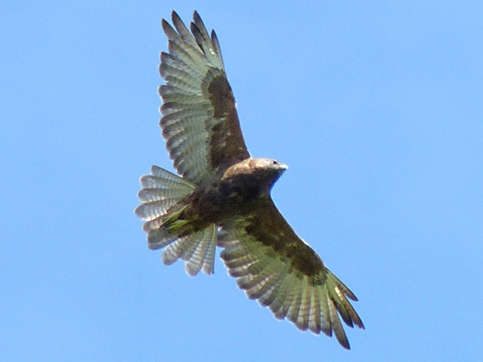 Hawaiian Hawk