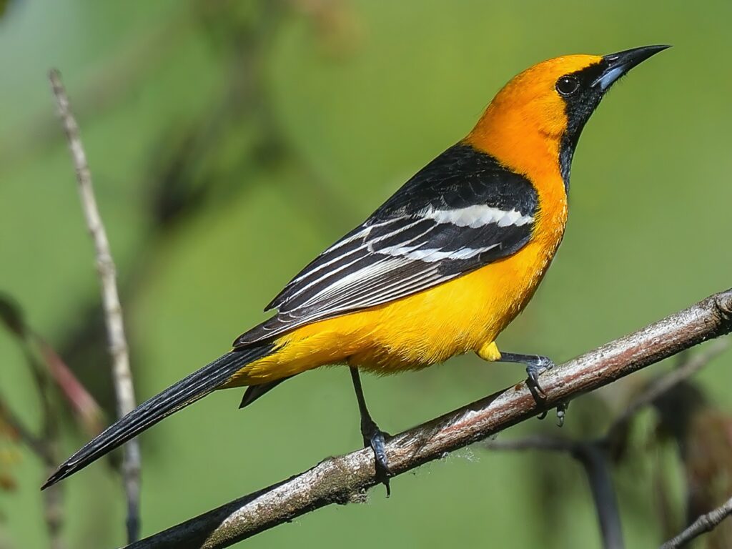 Hooded Oriole