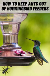 How to Keep Ants Out Of Hummingbird Feeders