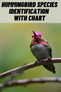 Hummingbird Species Identification with Chart