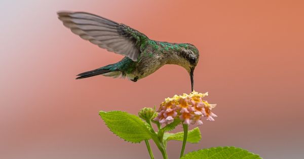 Lucifer Hummingbird