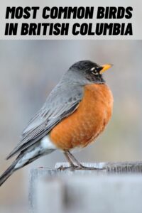 Most Common Birds in British Columbia
