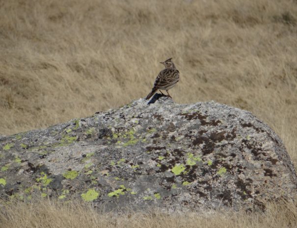 Pardel Partridge