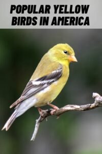 Popular Yellow Birds in America