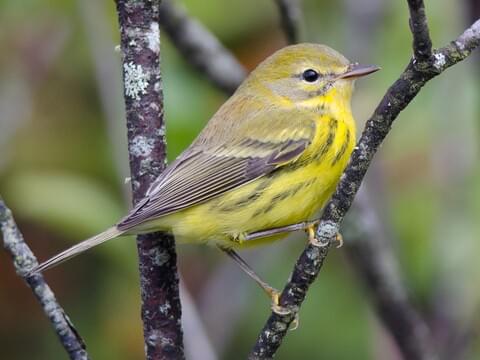 Prairie Warbler