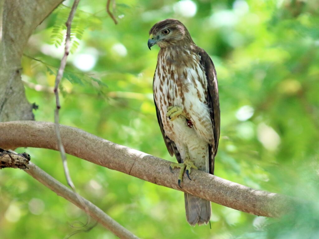 Ridgway's Hawk