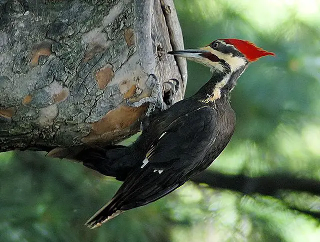 Rough-Headed Woodpecker