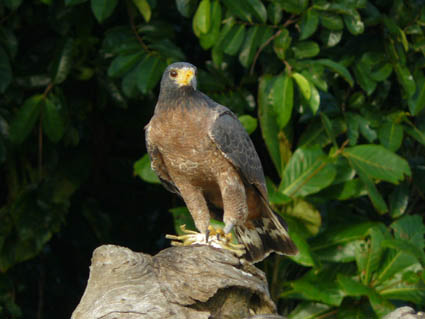 Rufous Crab Hawk