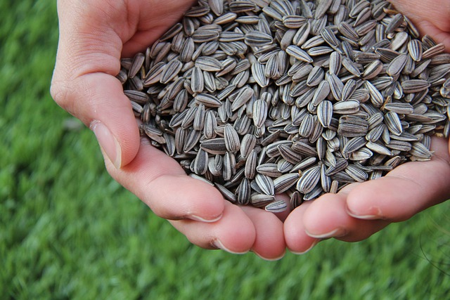 Striped Sunflower Seed