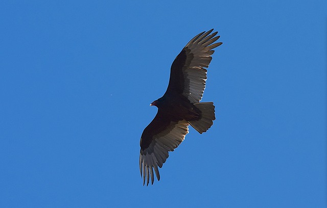 Turkey Vulture