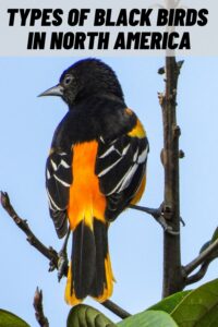Types of Black Birds in North America
