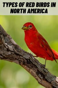 Types of Red Birds in North America