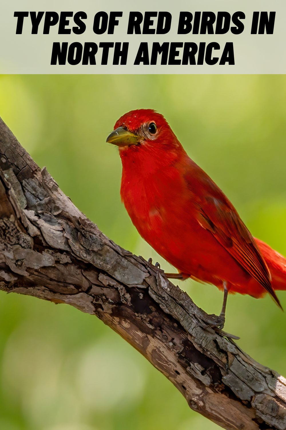 10-types-of-red-birds-in-north-america-with-pictures