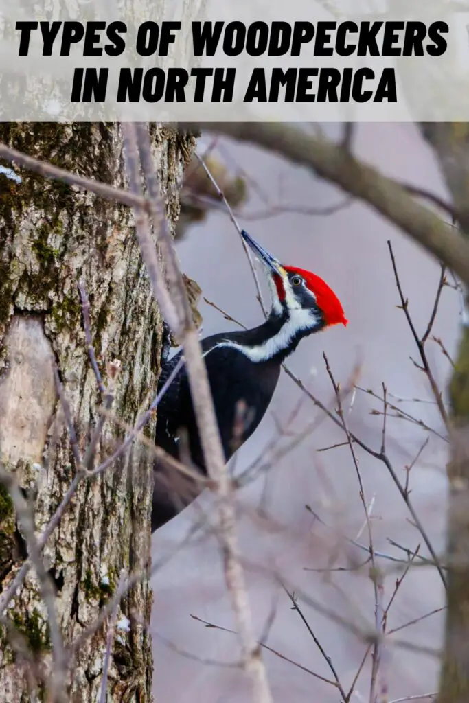 Types of Woodpeckers in North America
