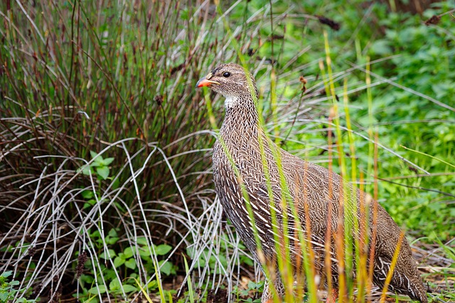 White Partridge