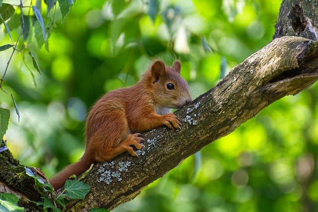 decoy for squirrels