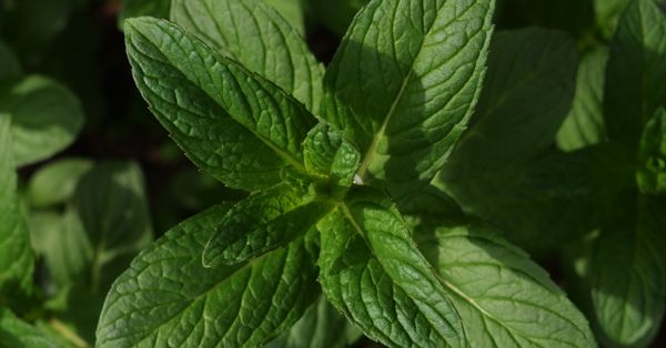 mint leaves