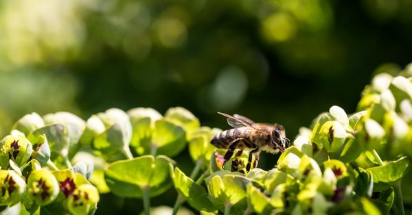 pollinator garden