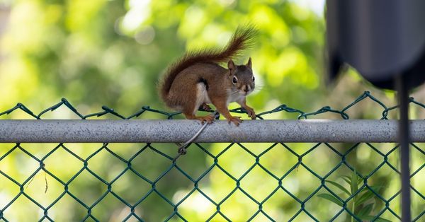 squirrel baffle