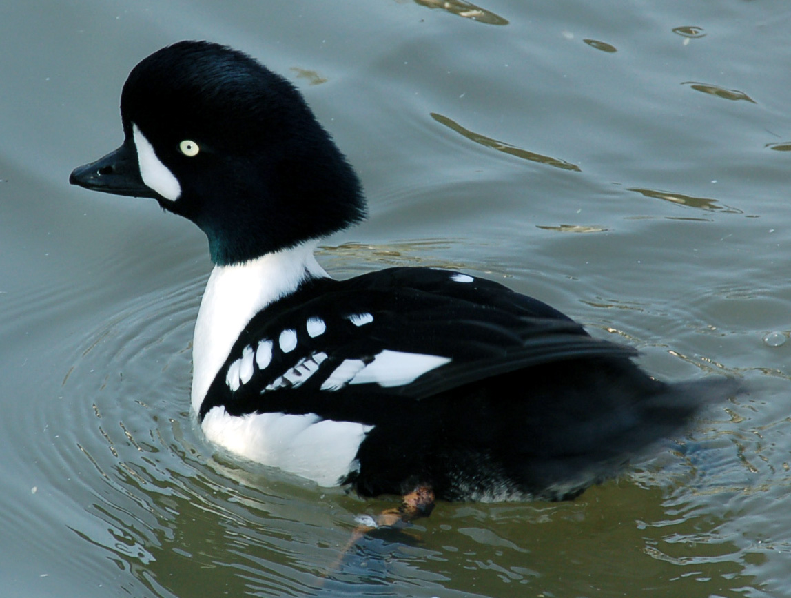 Barrow's Goldeneye