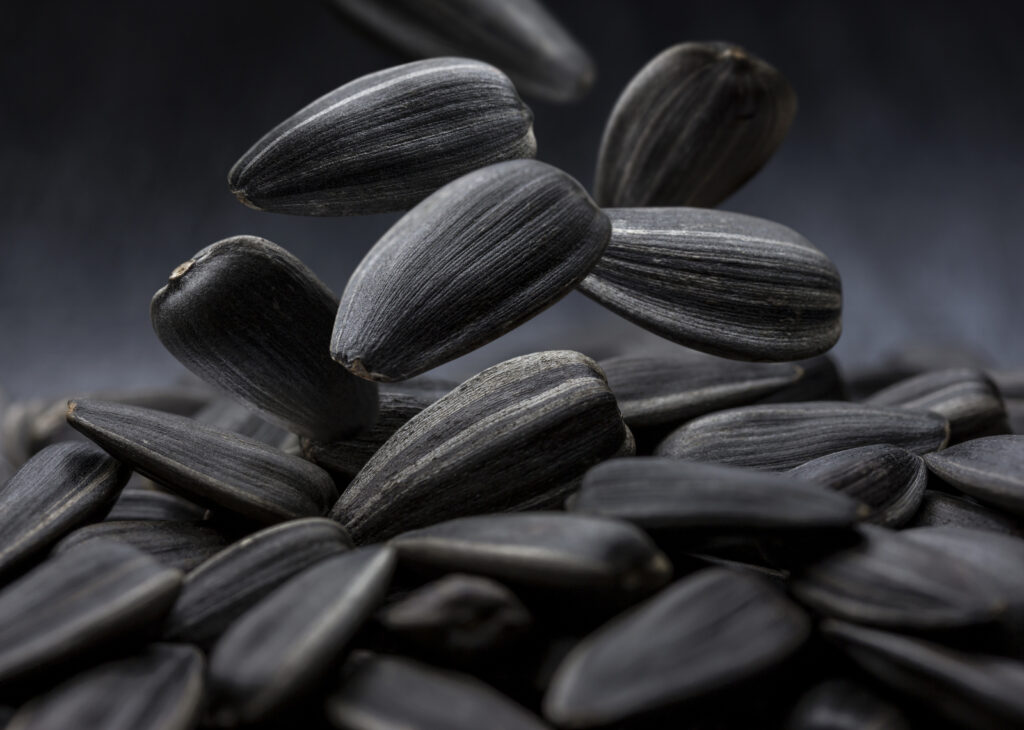 Black-Oil Sunflower Seeds