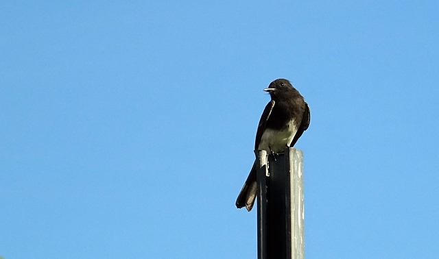 Black Phoebe