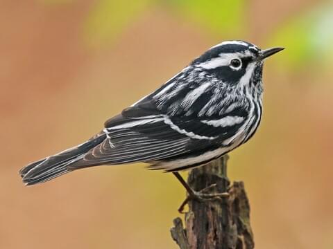 Black and White Head Warbler