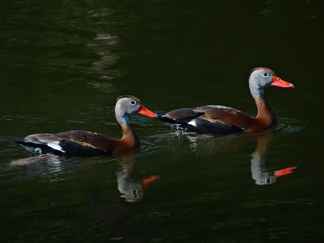 Black-bellied Whistling-Duck