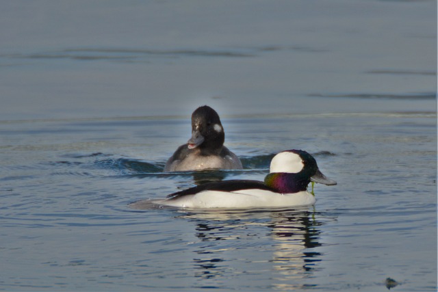 Bufflehead