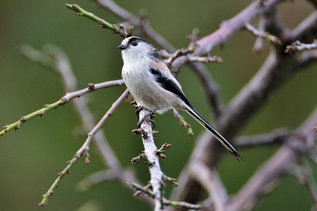 Bushtit