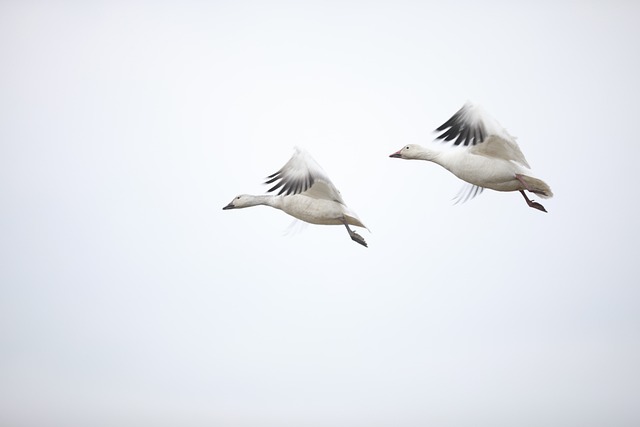 Canada Goose