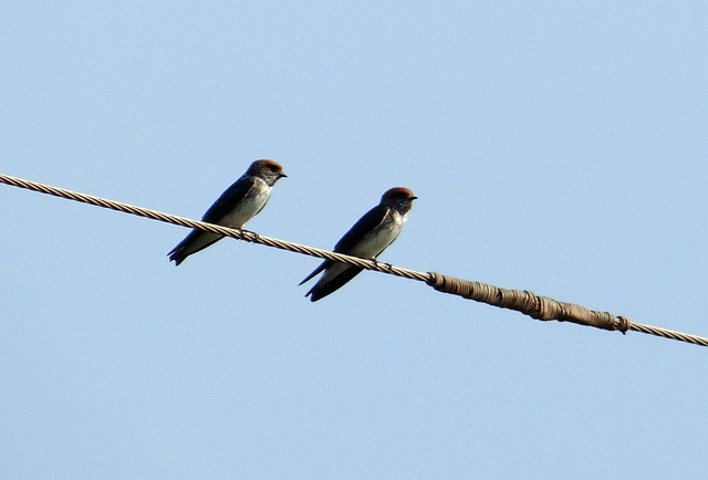 Cliff Swallow