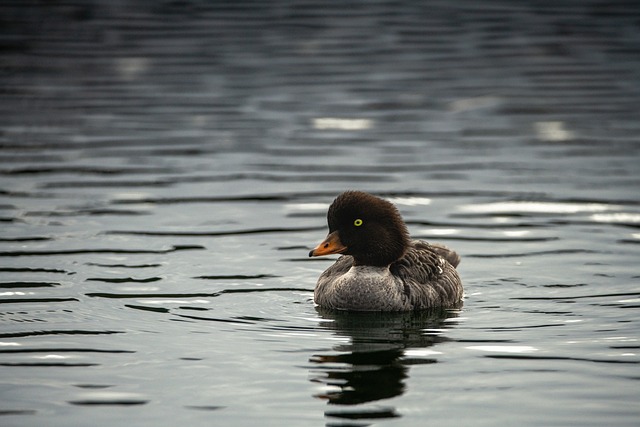 Common Goldeneye