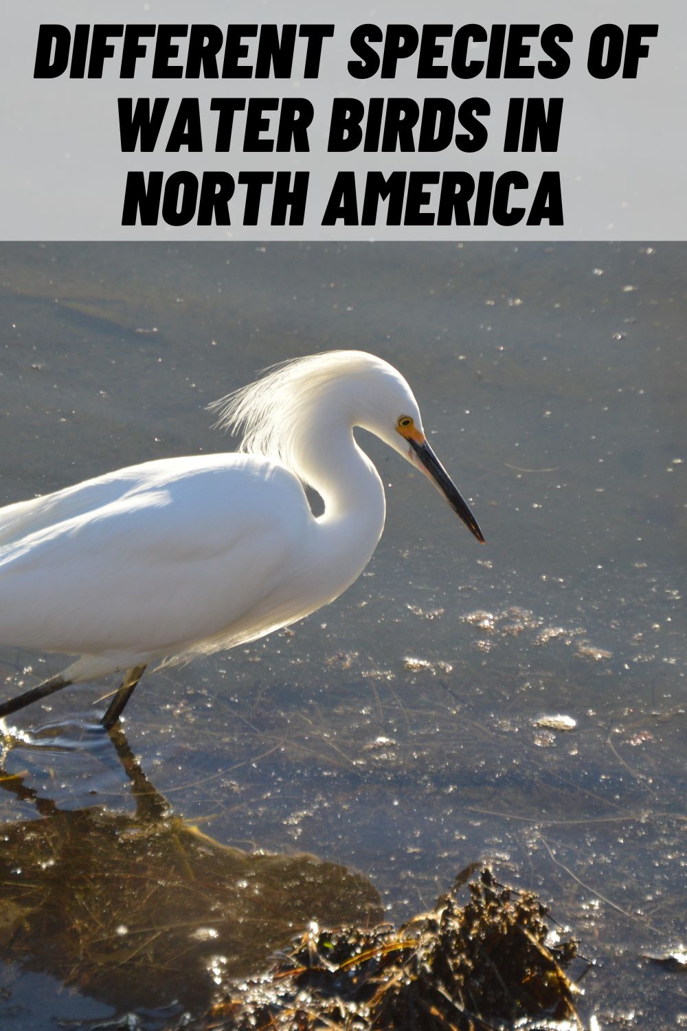 18 Types of Water Birds in North America (with Pictures)