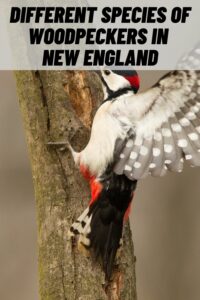 Different Species of Woodpeckers in New England